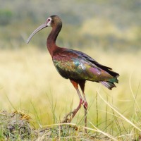 White-faced Ibis